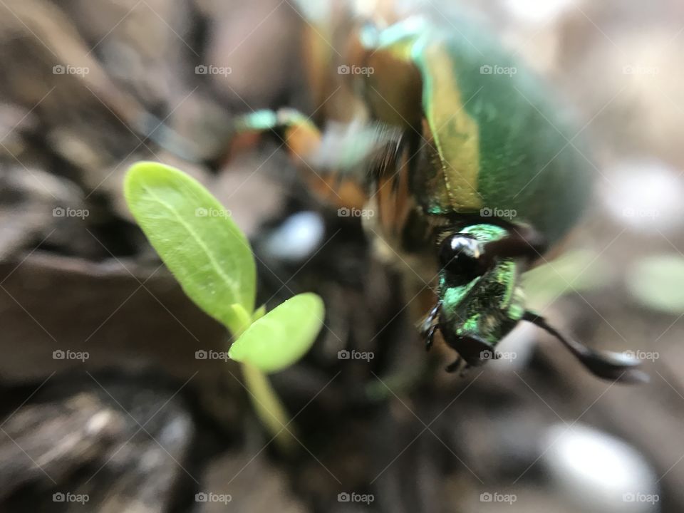 Green Beetle Macro Head