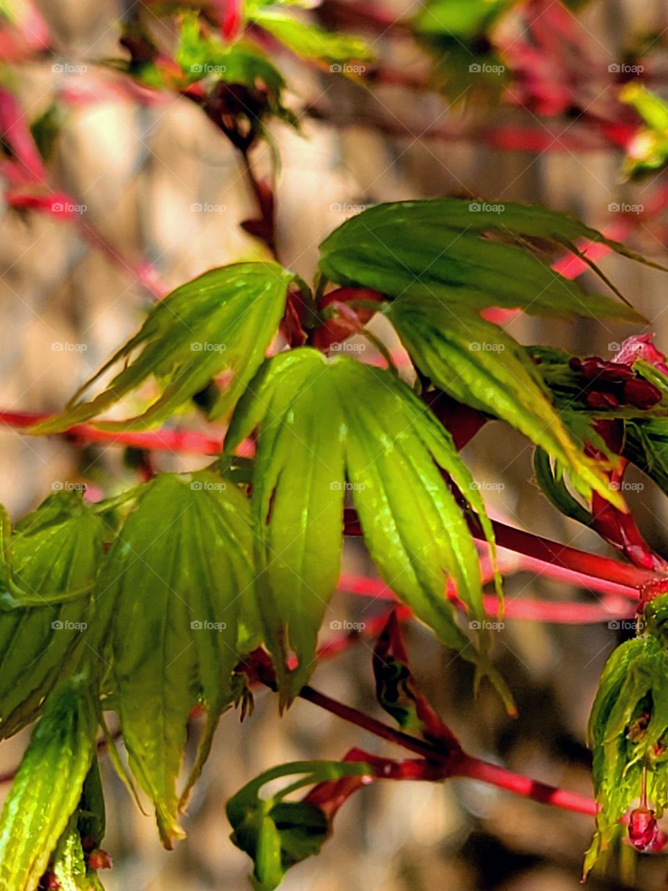 New Budding Mapel leaves in the sunlight & shade