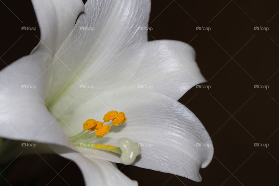 Easter lily 