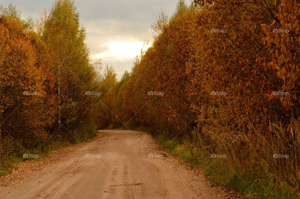 Autumn road 