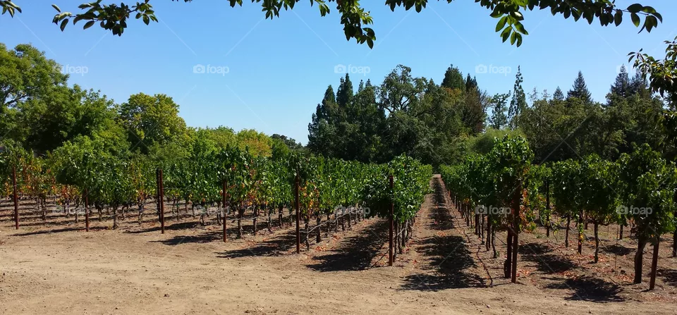 vine