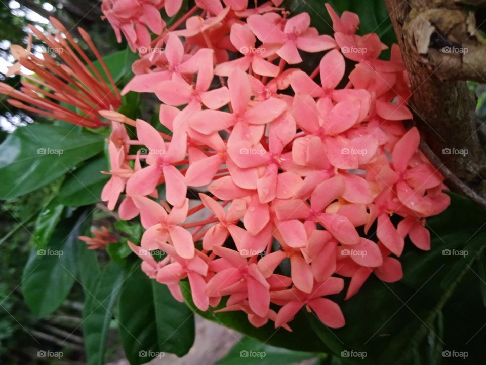 Beautiful Ashoka flower plant