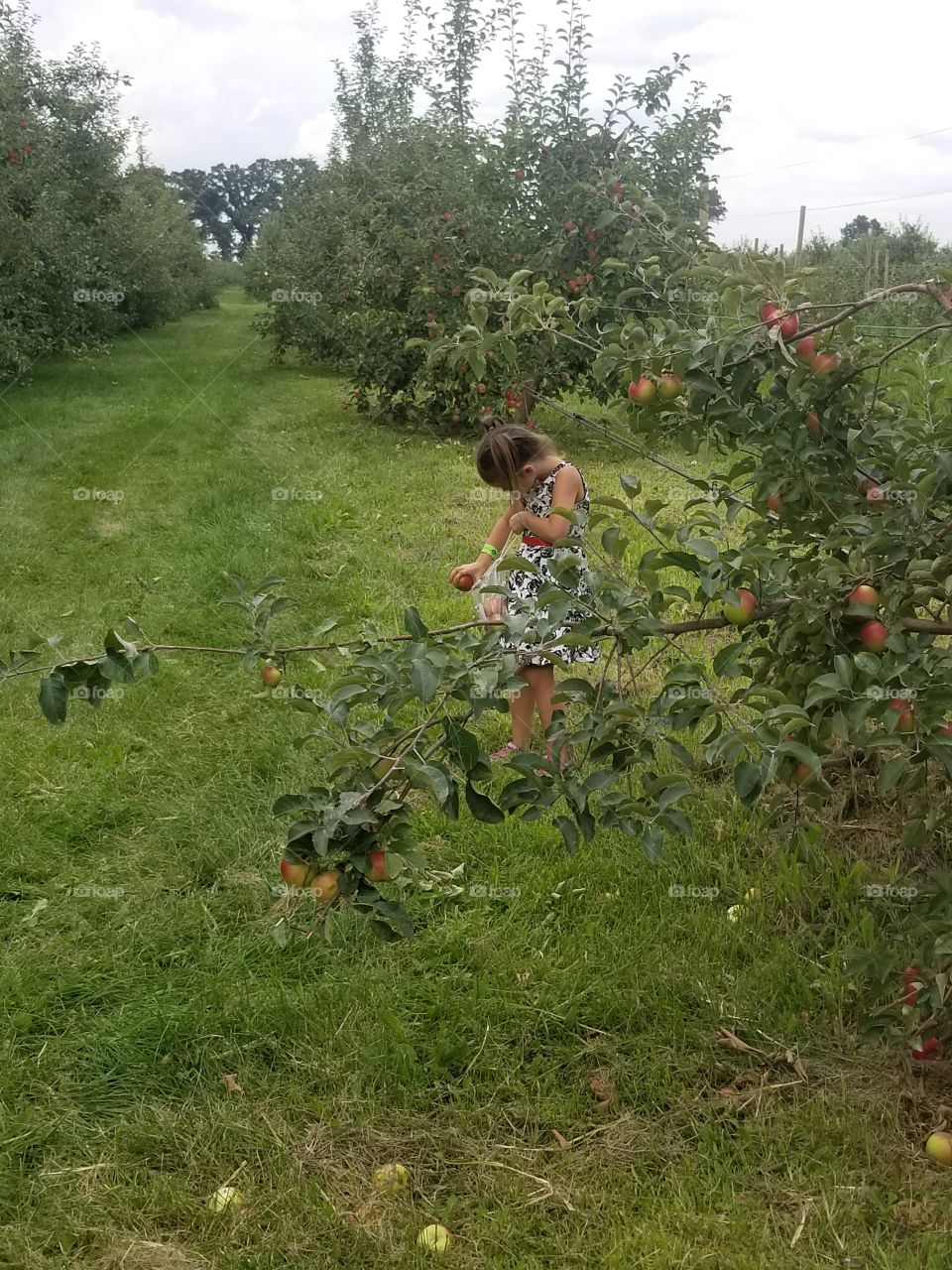 girl picking apples at orchard