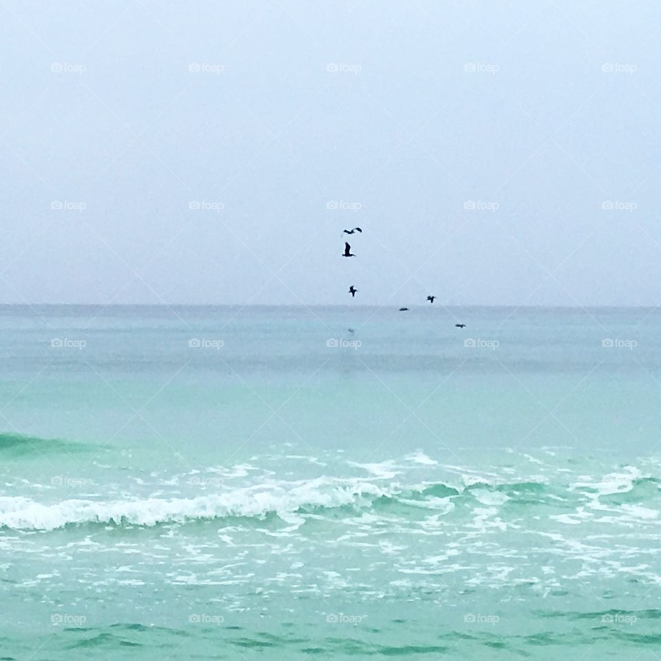 Pelican sighting at the beach 