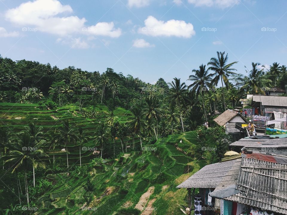 Rice terrace in Bali.