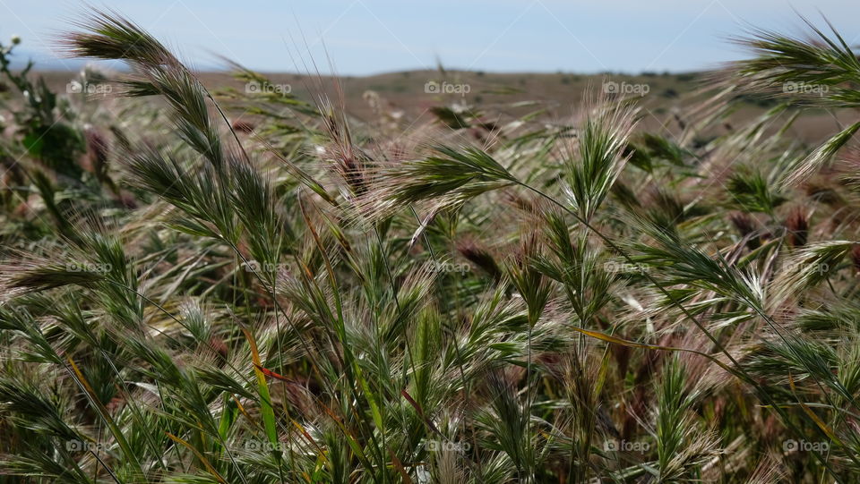 Grass swaying in the wind on a warm sunny day in a rural field