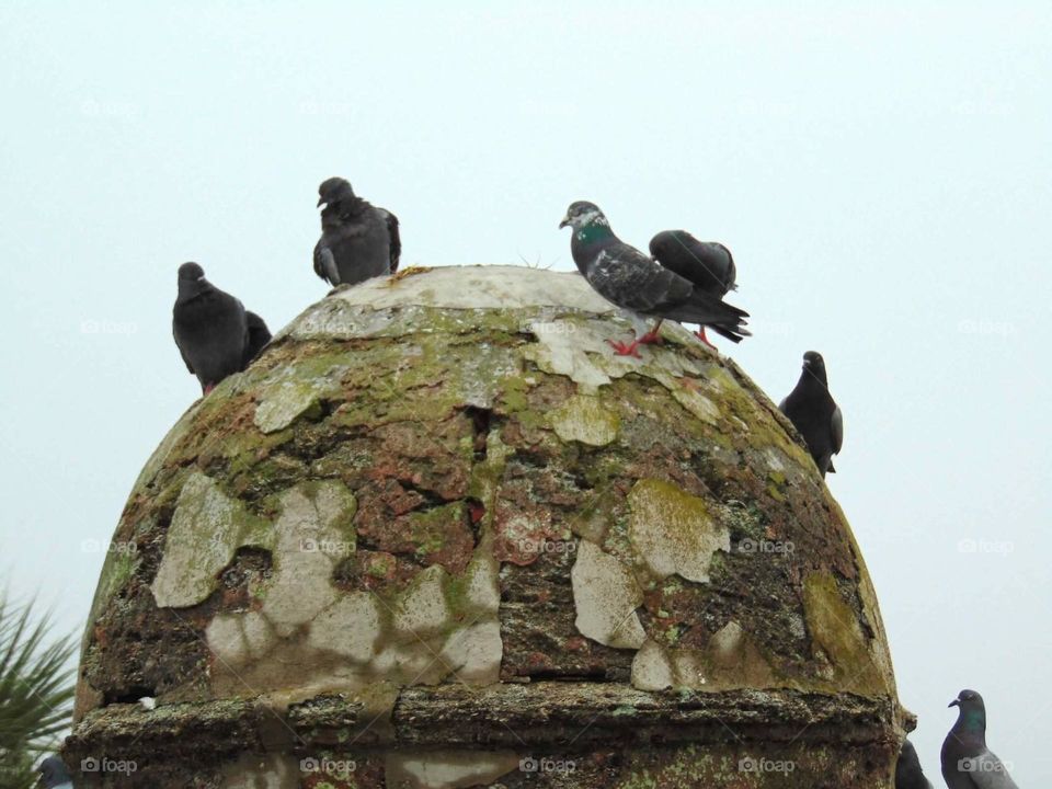 Pigeons on an old fort 