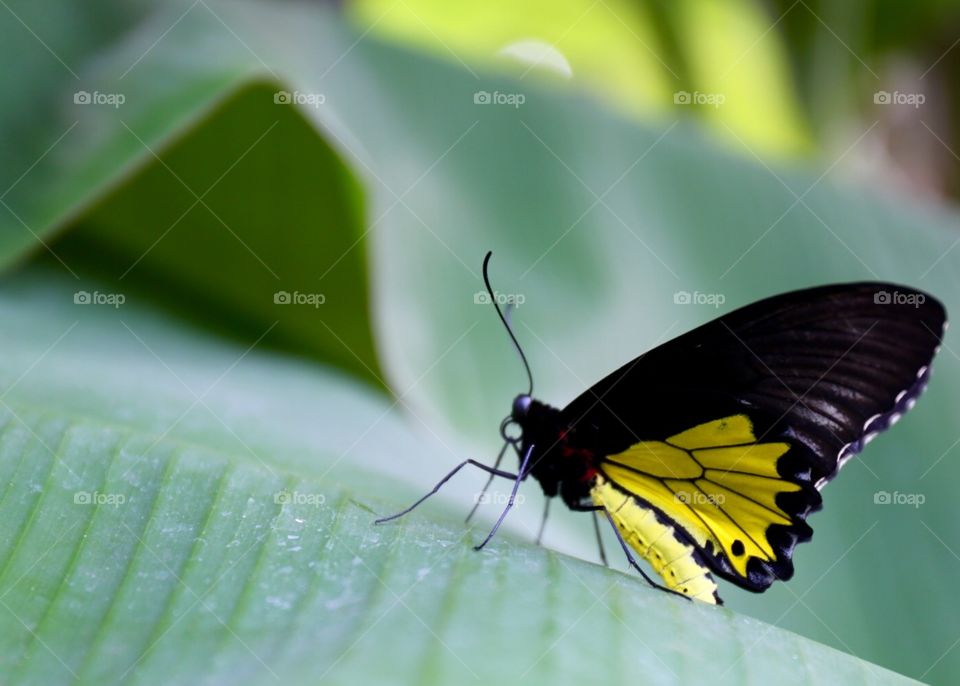 Bali butterfly preservation 