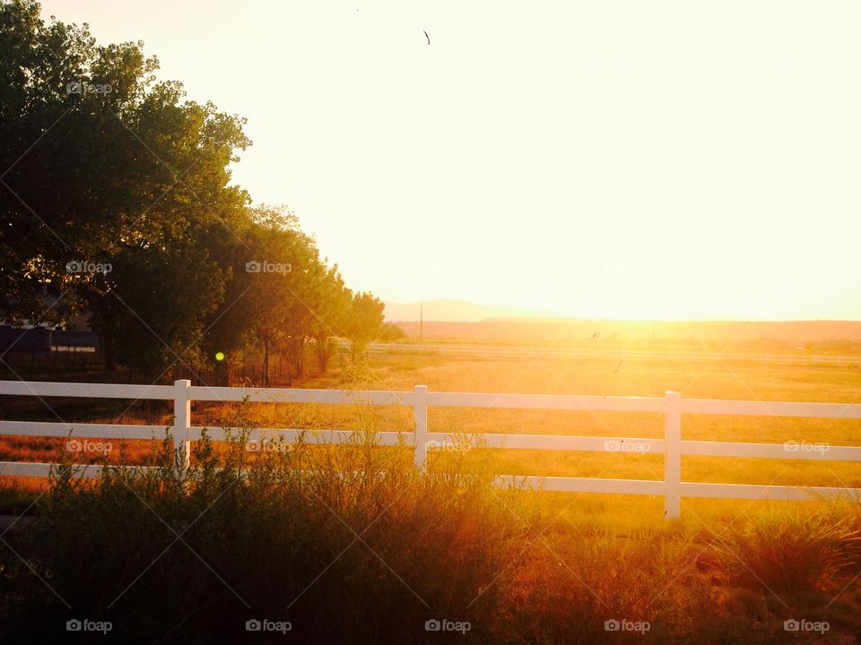 Glory. Photo shot of a glorious golden field with the sunset behind it