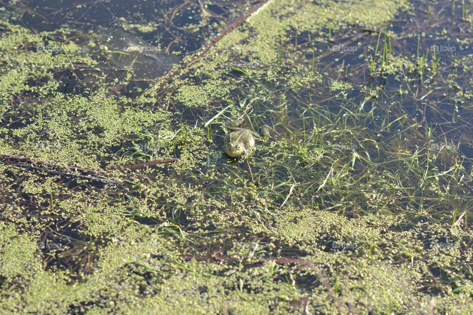 frog