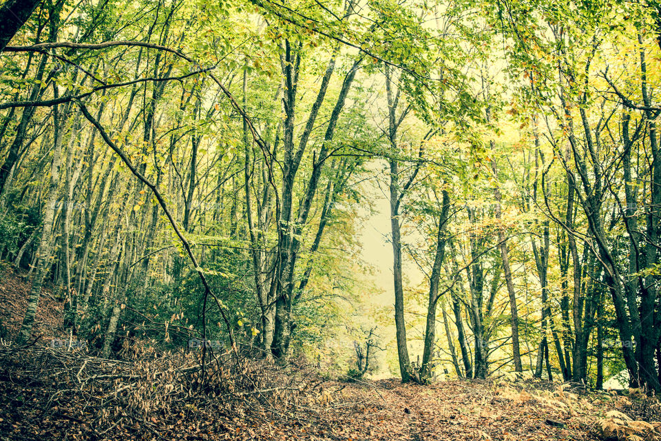 Green Forest In Autumn
