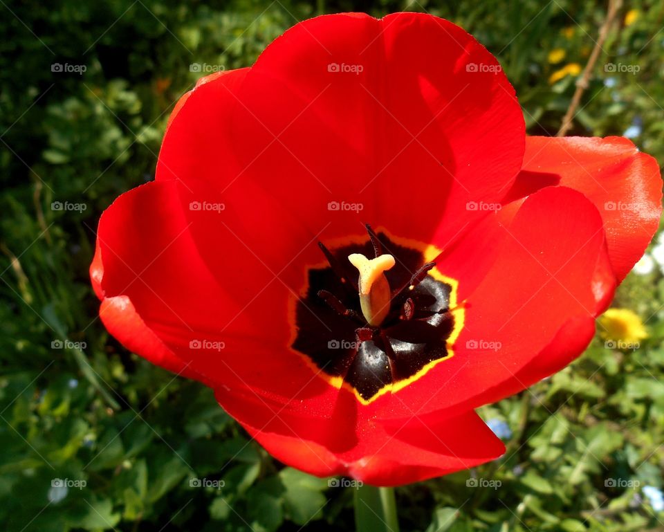 Flower, Nature, No Person, Summer, Flora