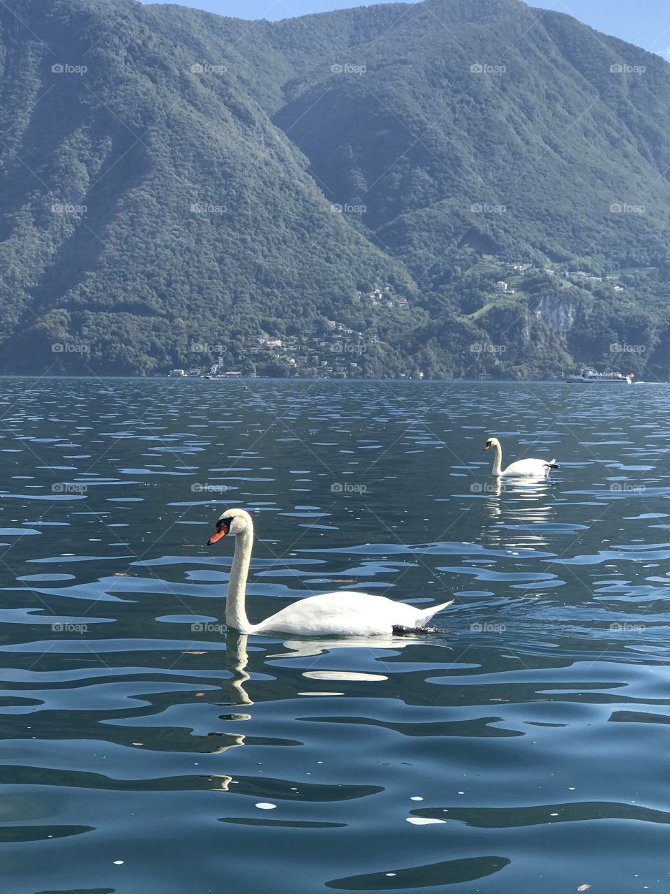 Swiss swans