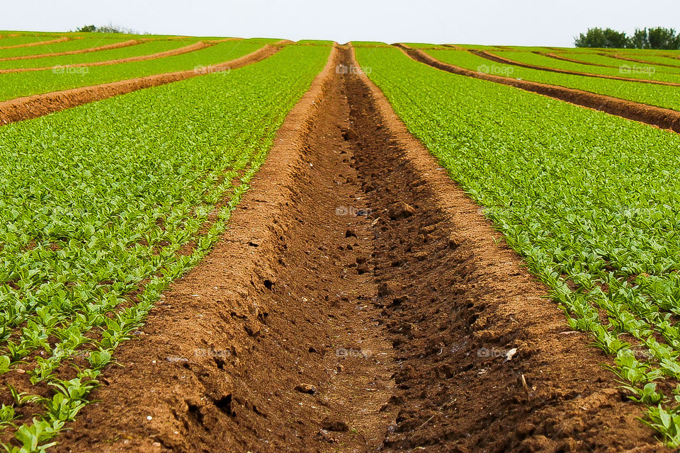 rows of ploughed equal fields