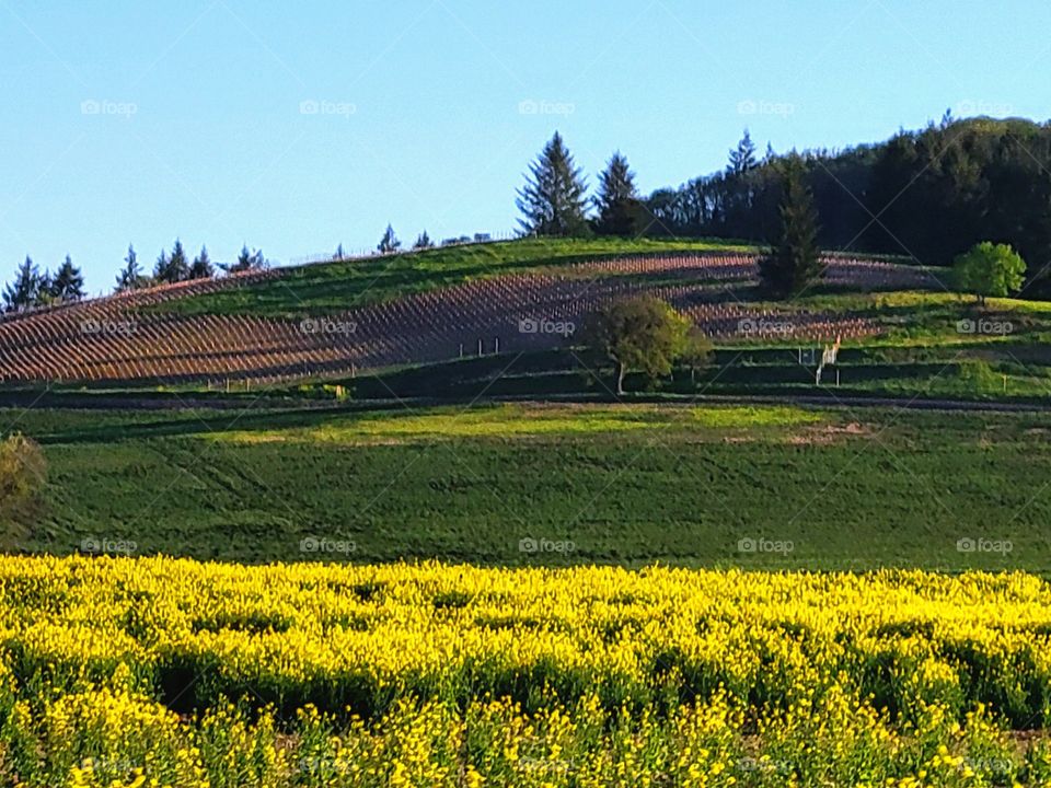 Mustered field in Oregon