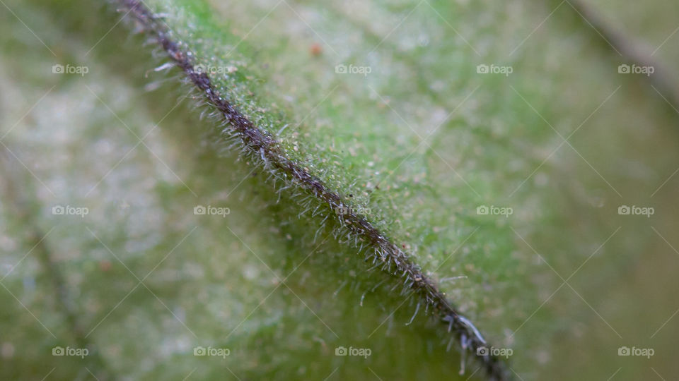 Macro of gooseberry pod