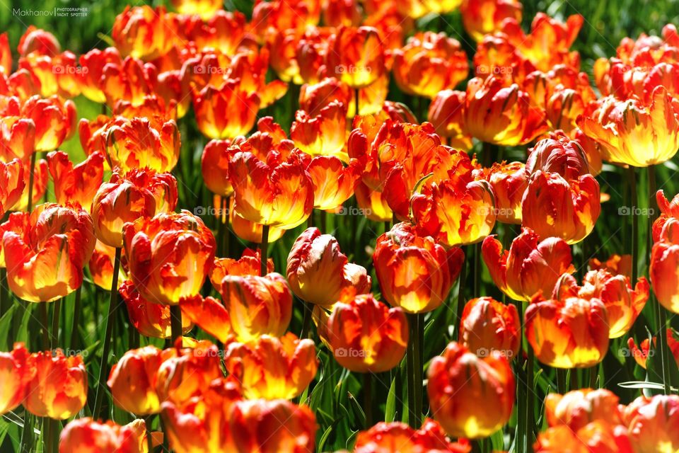 Tulips on the sun