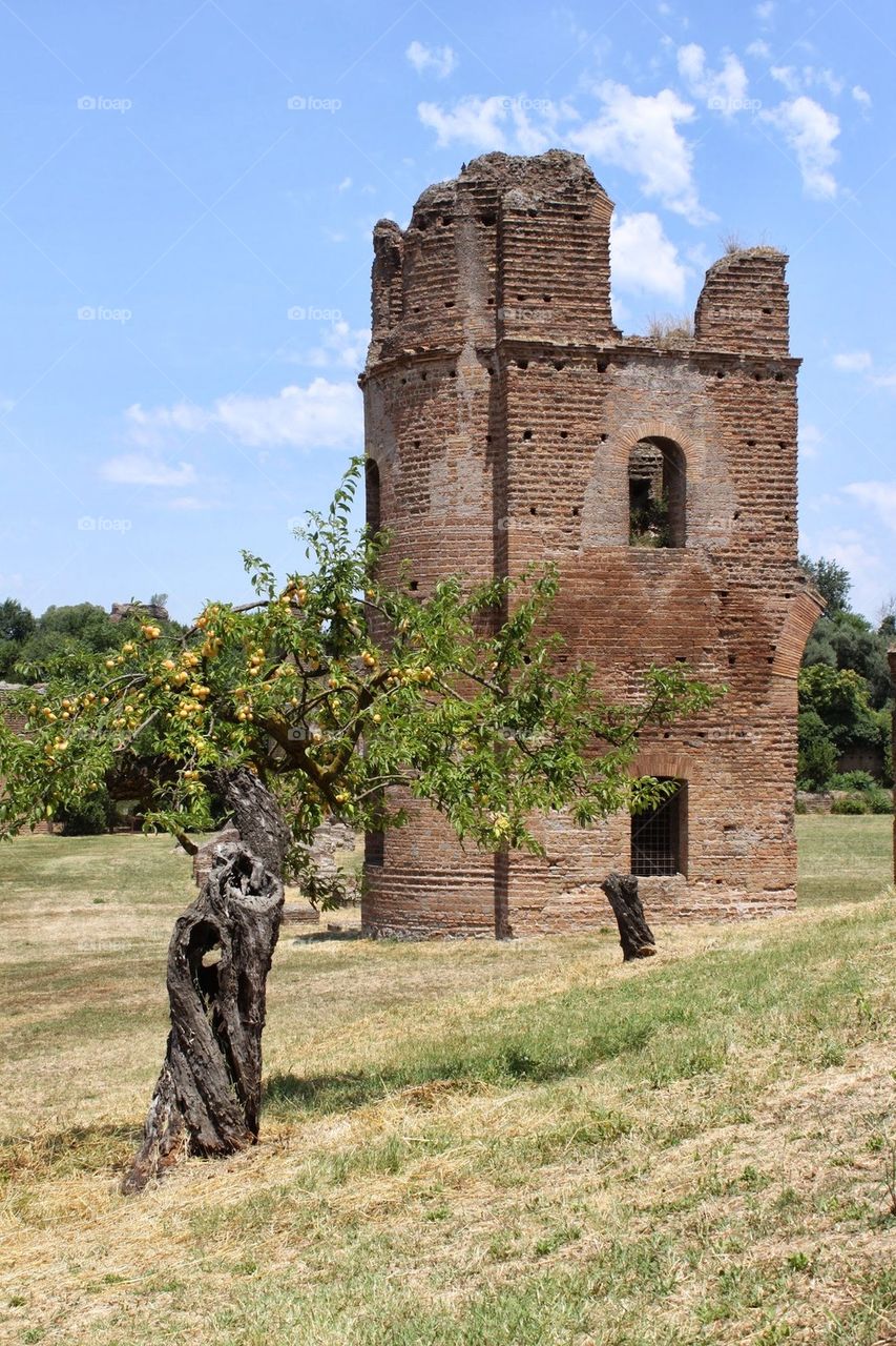 Tree And Tower