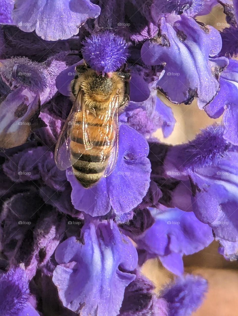 Las Vegas Bumble Bee Handling Business