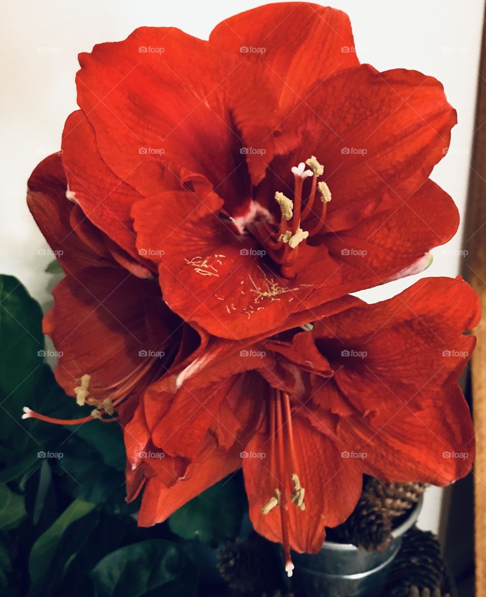 Amaryllis