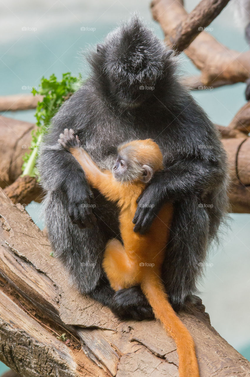 Silvered Leaf Monkey comforting a baby