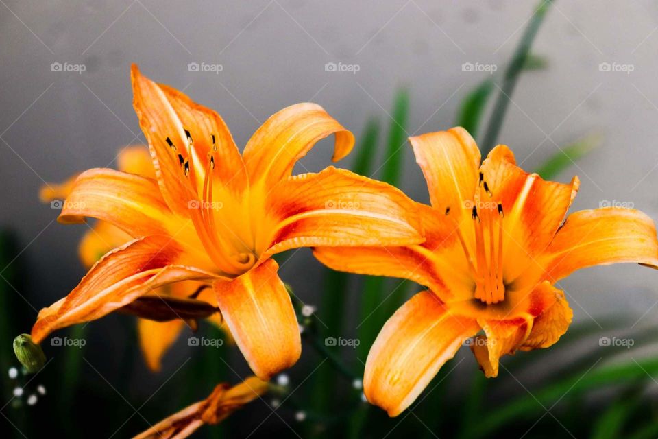beautiful orange flowers in the garden