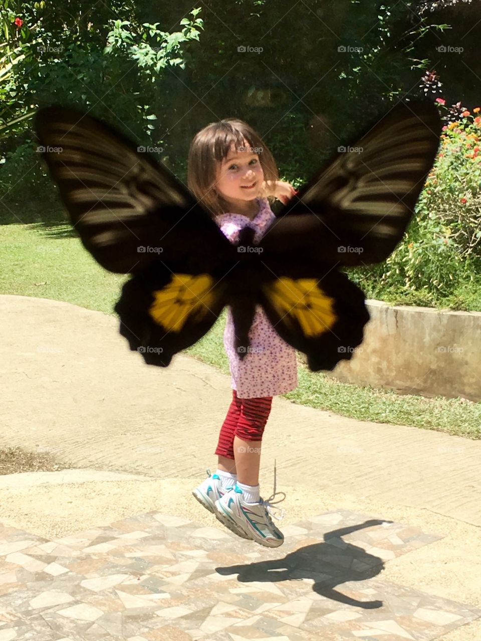 Butterfly