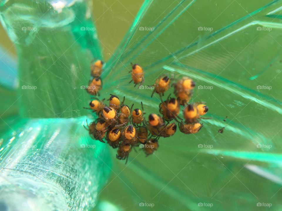 Spider cluster 