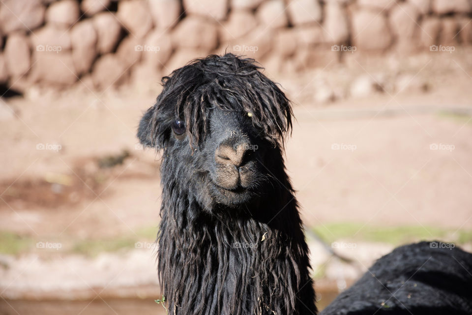 A portrait of a black llama with a cute expression!