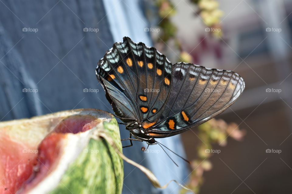 butterfly on a watermelon