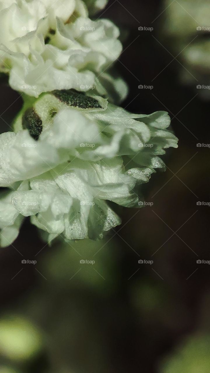 Macro foto summer flower