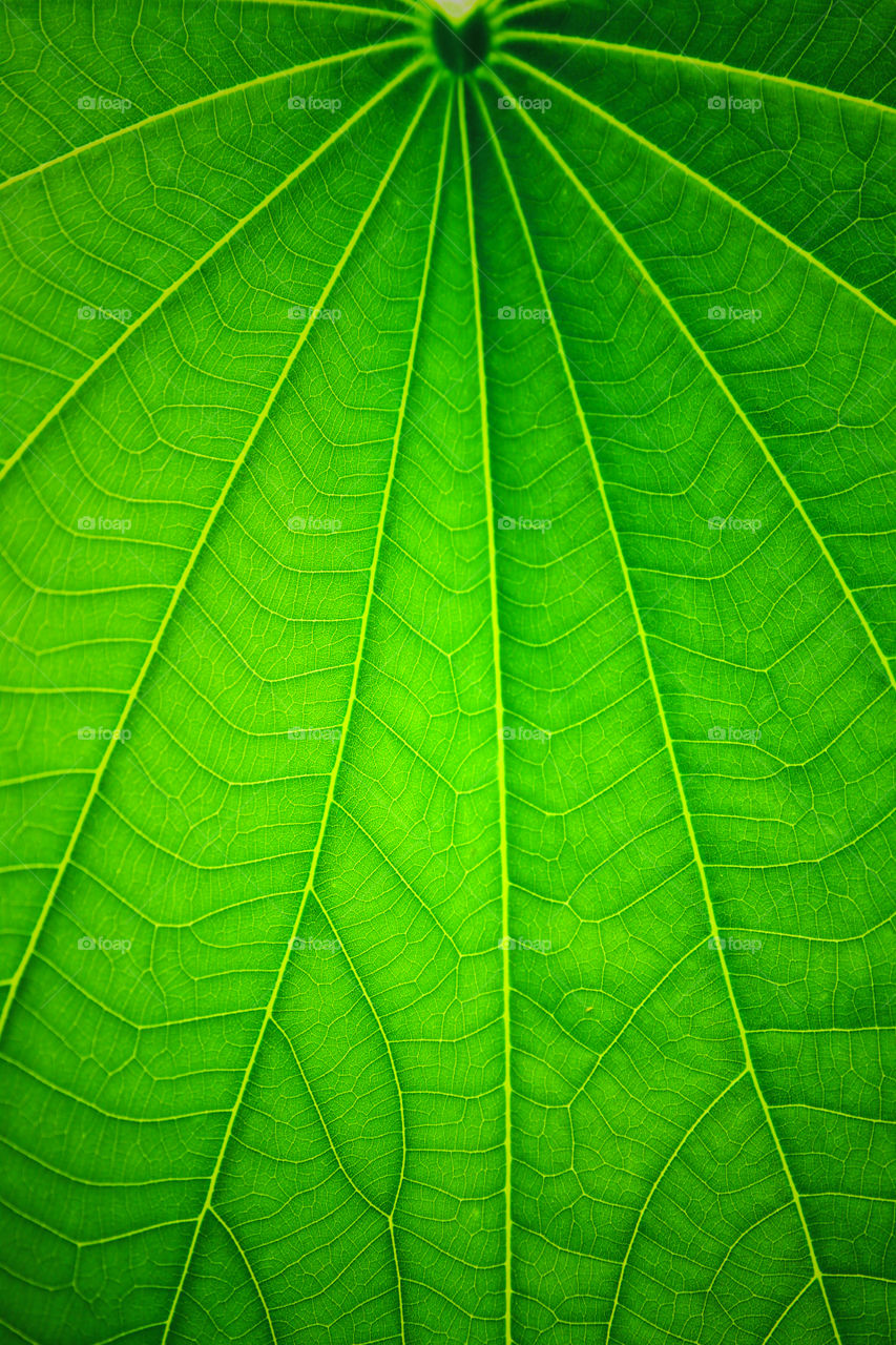 leaf background texture
