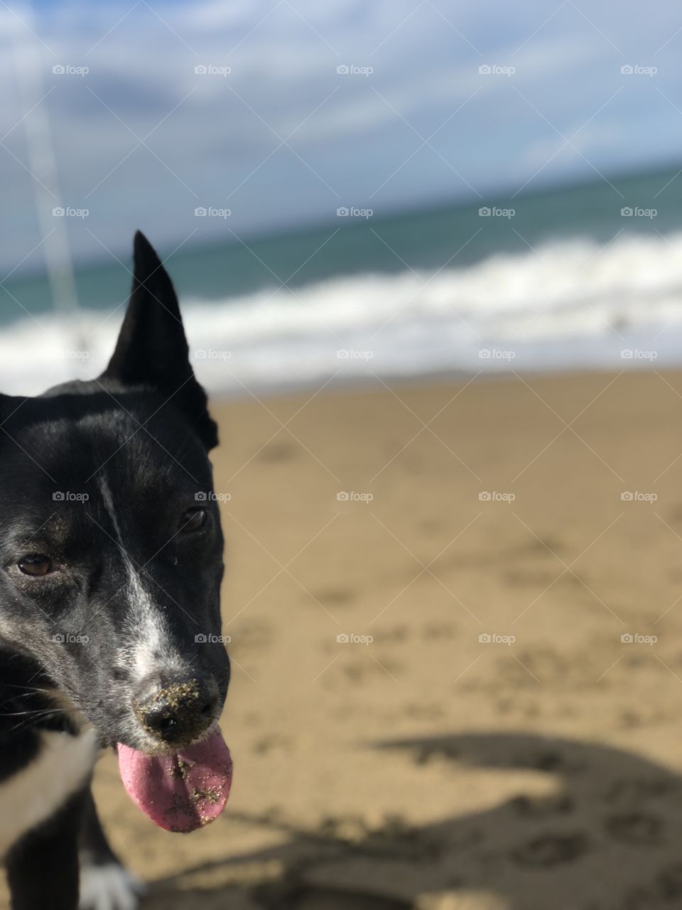 Sandy puppy at the beach