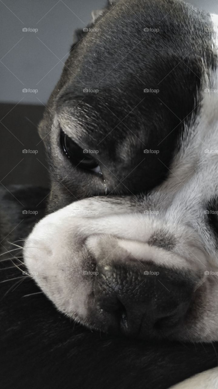 Boston terrier The thinker