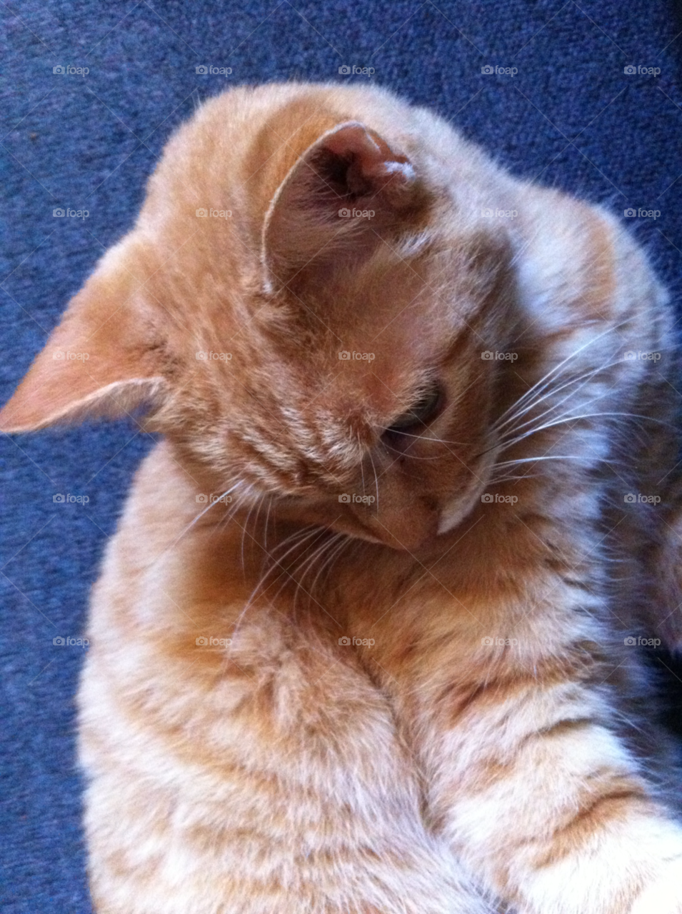 carpet cat animal cute by barkai