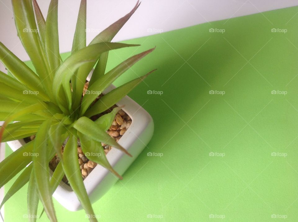 Plant on a white pot on a green background