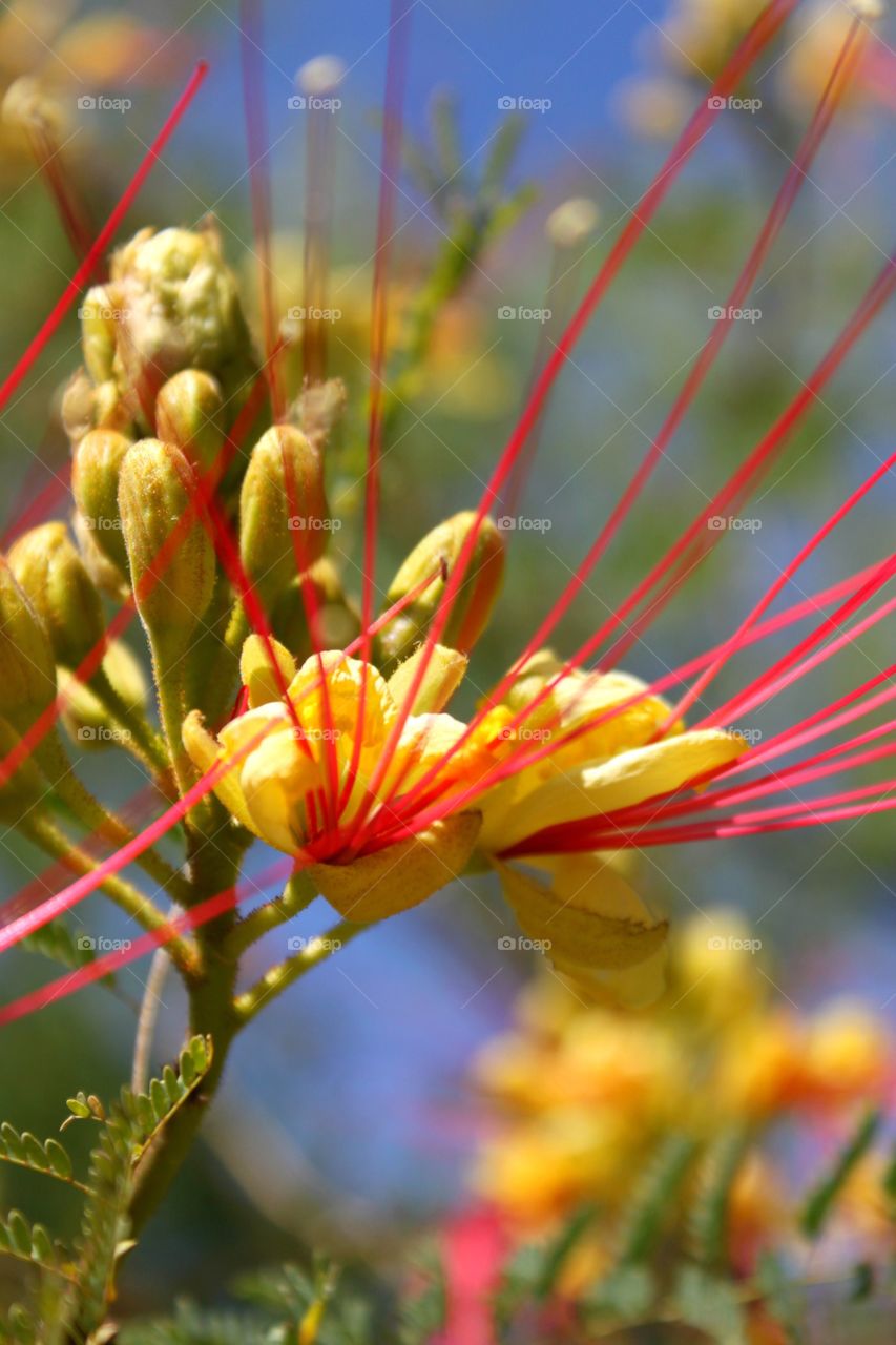 Beautiful Plants