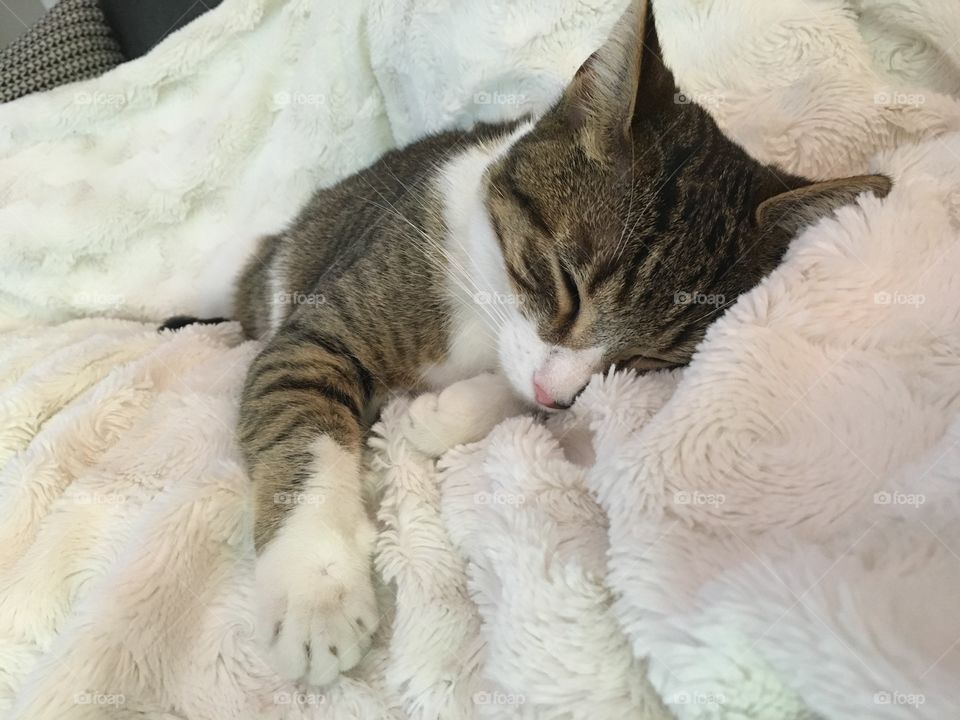 Cozy sleeping kitten
