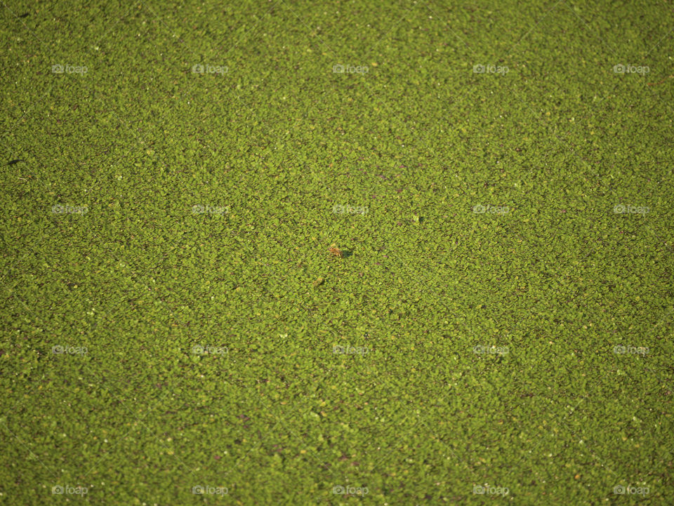 Honey Beed Lost in a Floating Wilderness of Duckweed