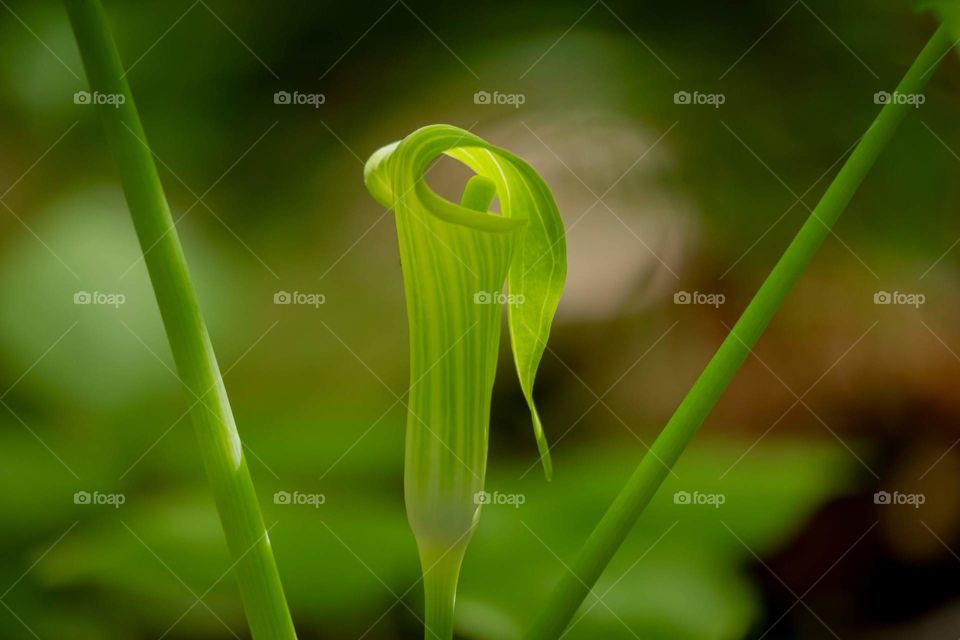 If Jack is found, then it is springtime, and Jack is seen here inside his pulpit. Jack-in-the-pulpit in the forest in North Carolina. 