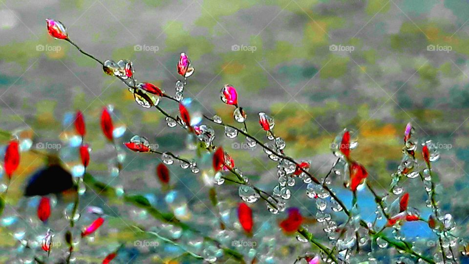 dew drops rush