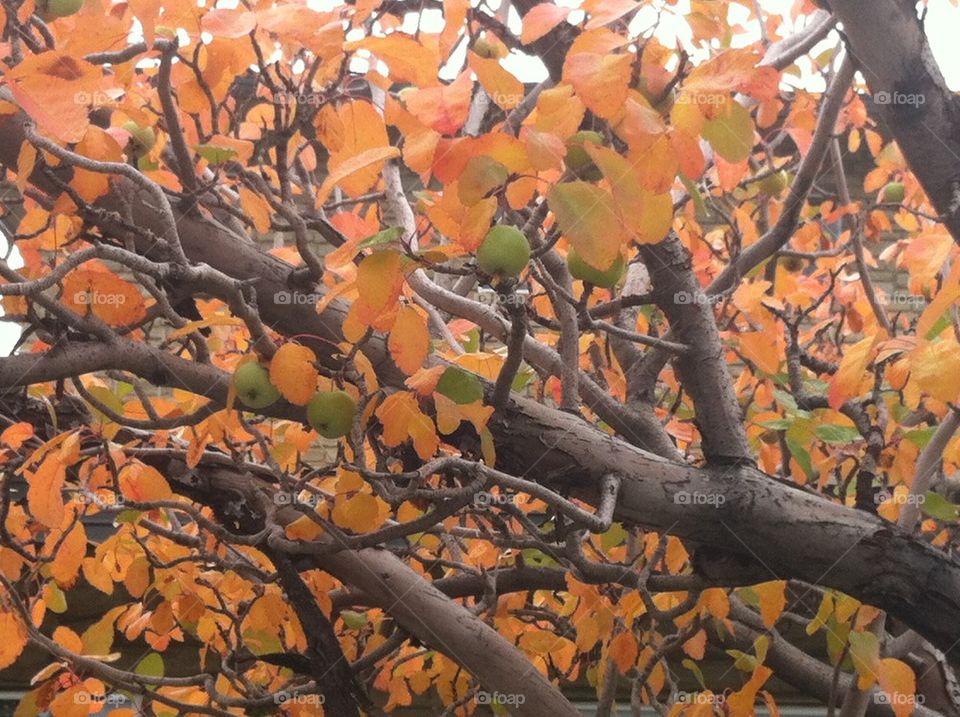 Fall granny smith apple tree