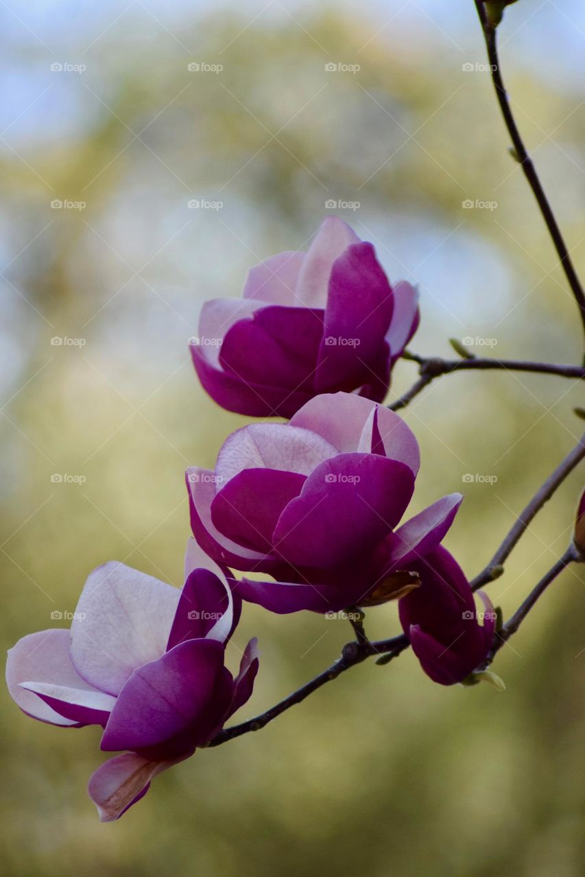 Spring Pink Magnolias 