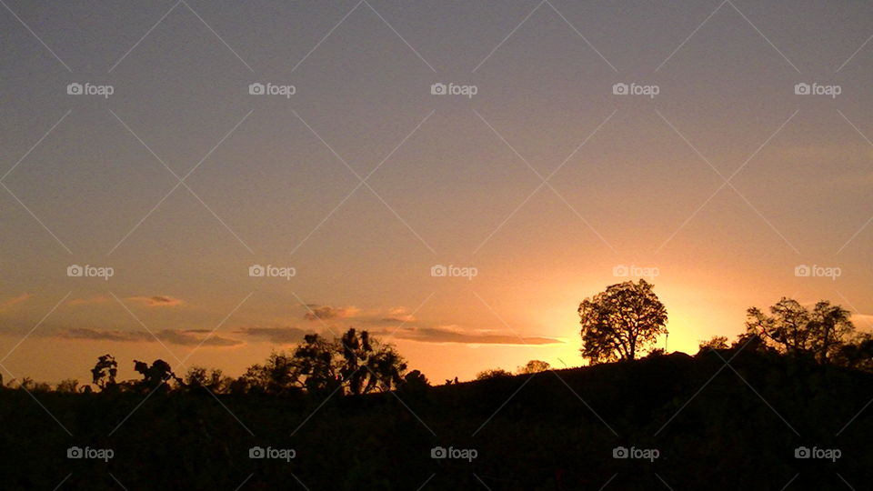 Sunsets behind tree. Fiery sunset backlighting tree
