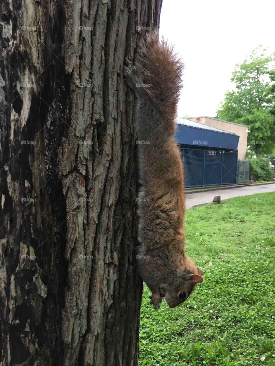 Squirrel lunch upside down