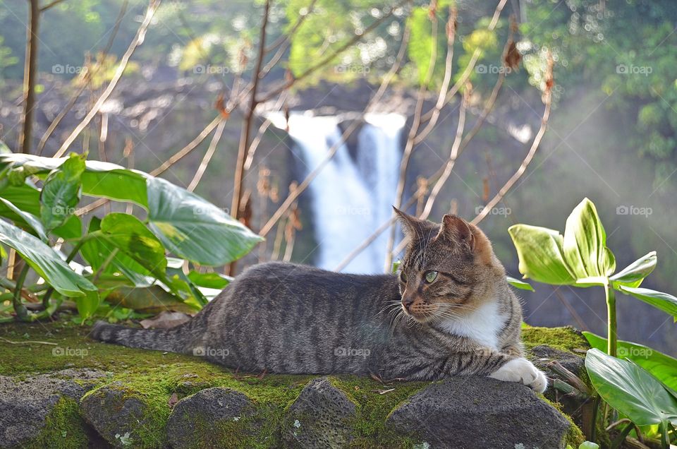 Feral cat waterfall