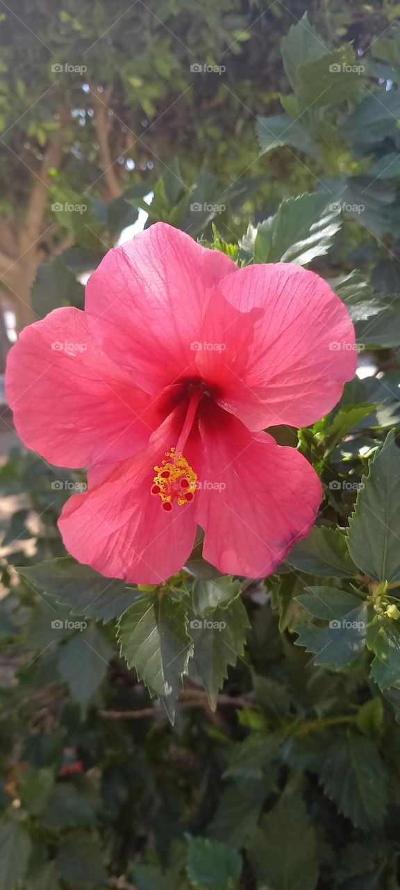 Flor Roja