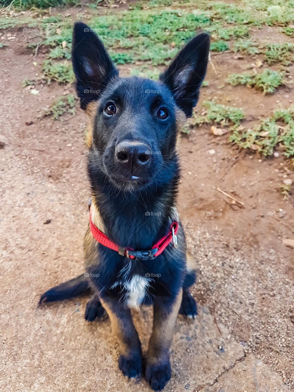 malinois puppy sitting