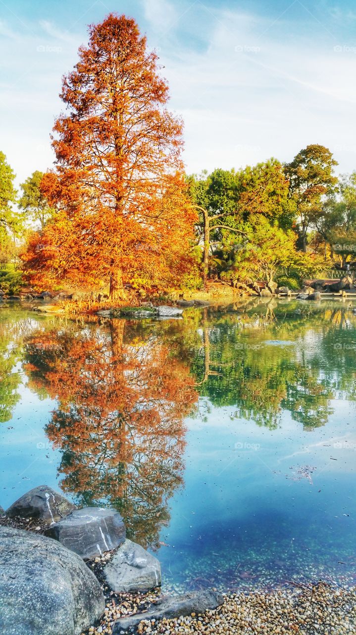 Autumn colors at the Japanese Garden section of Auburn Botanical Gardens, Auburn, Sydney, Australia.