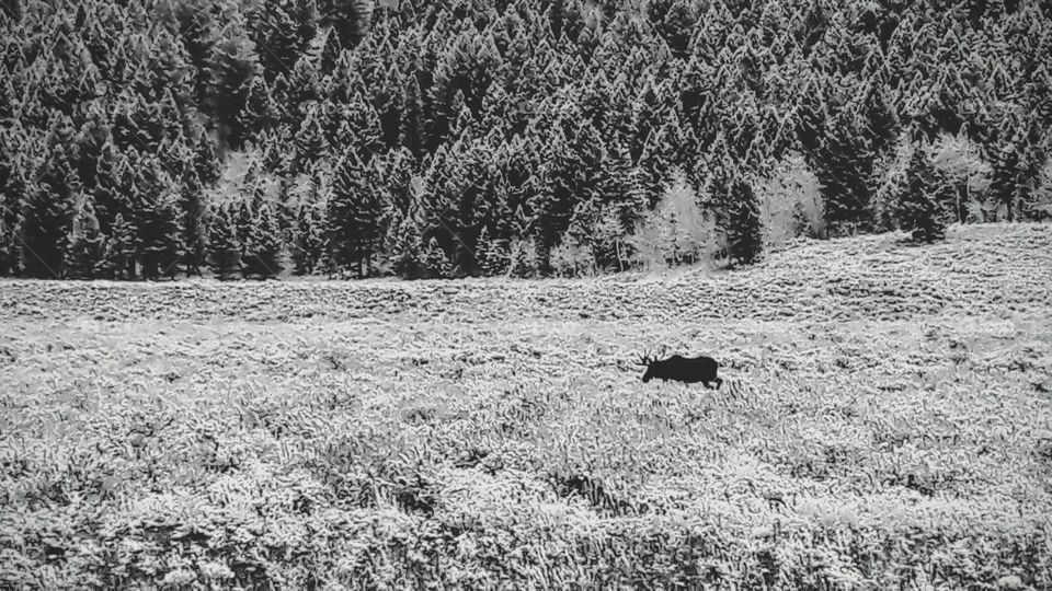 Moose at Yellowstone